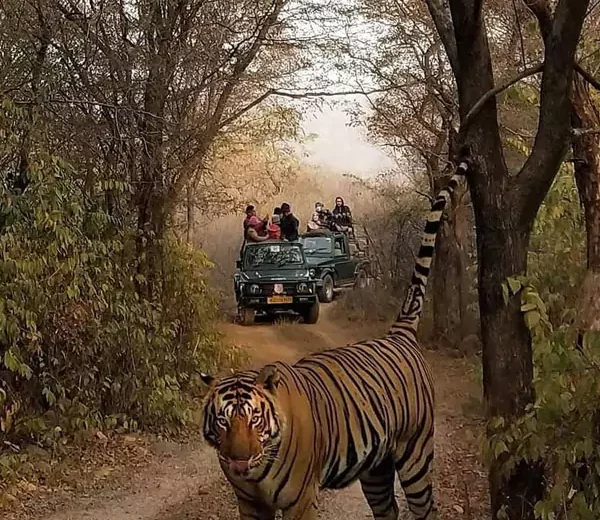 Golden Triangle Tour With Ranthambore